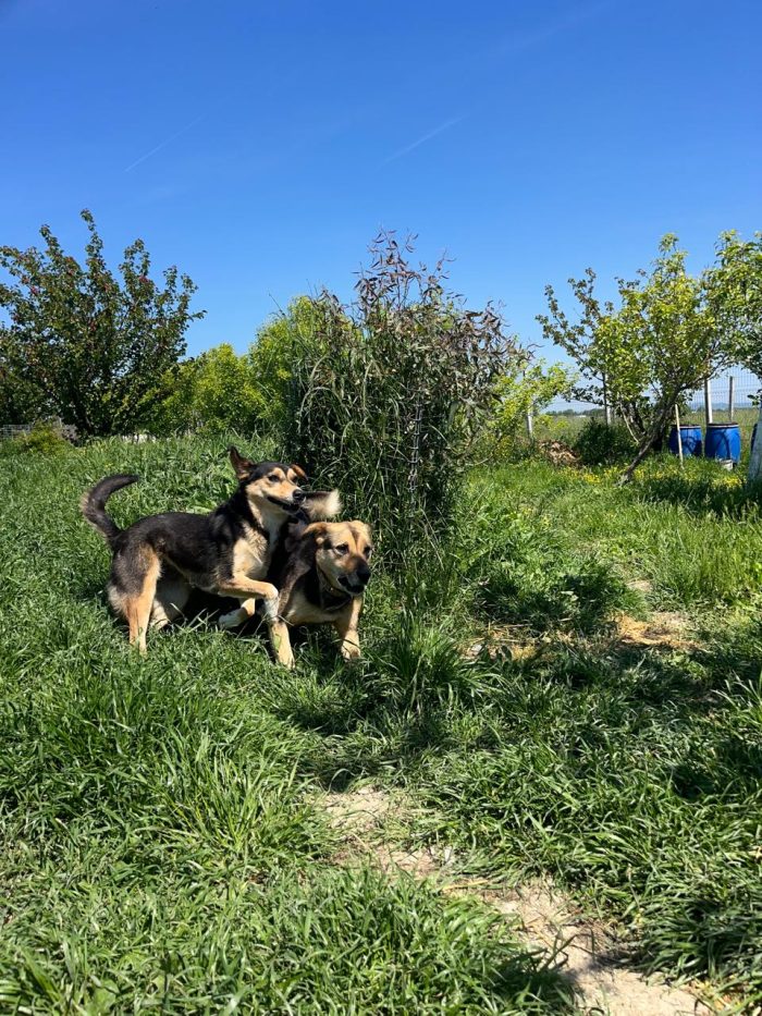 Nina needs a home - media 5