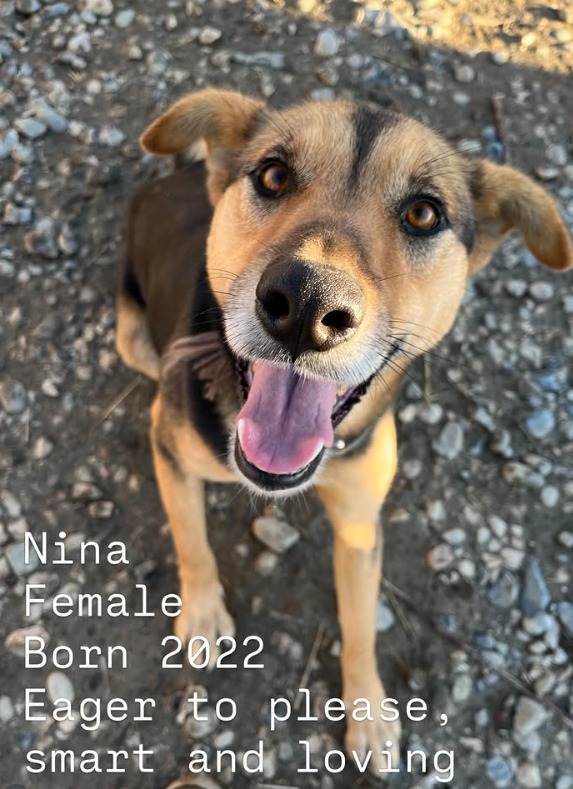 Nina needs a home