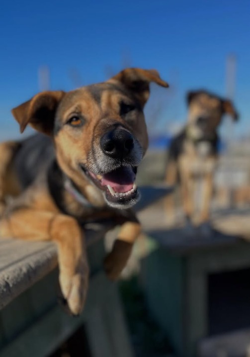 Nina needs a home