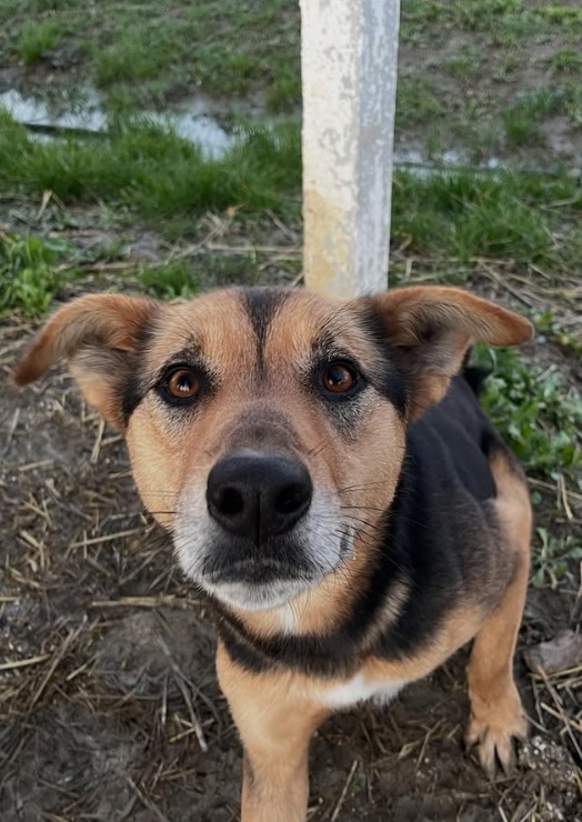 Nina needs a home - media 4