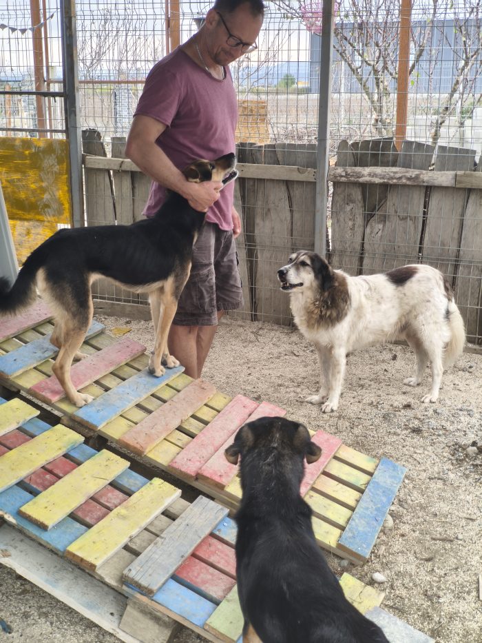 Nina needs a home - media 8