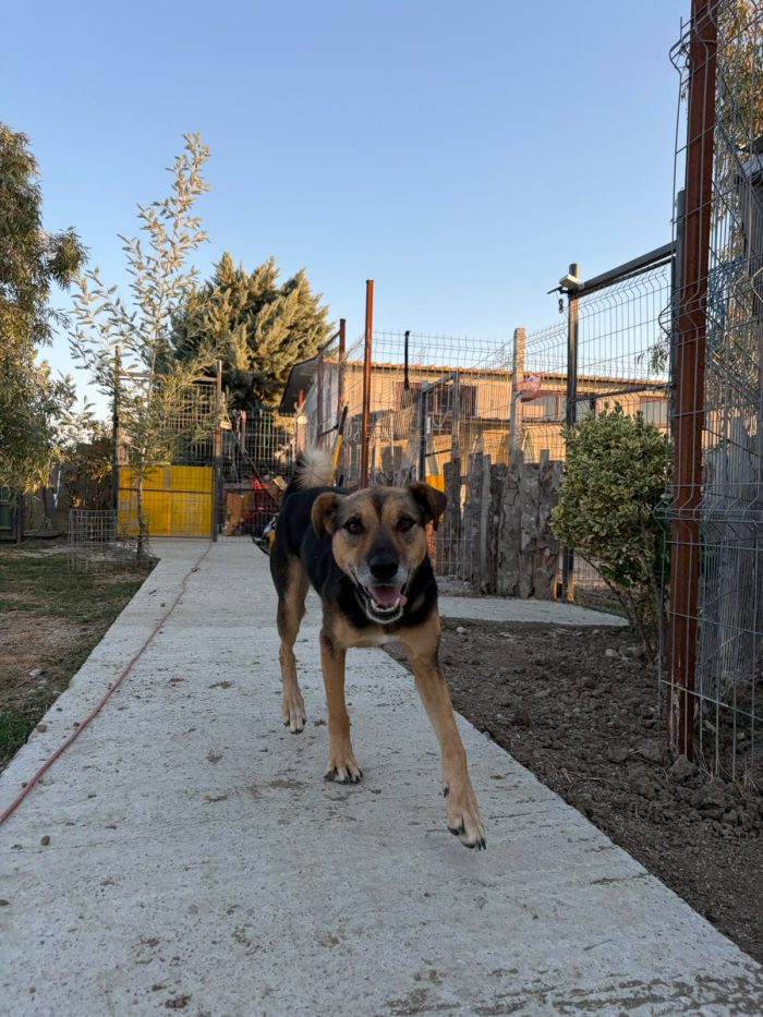 Nina needs a home - media 6