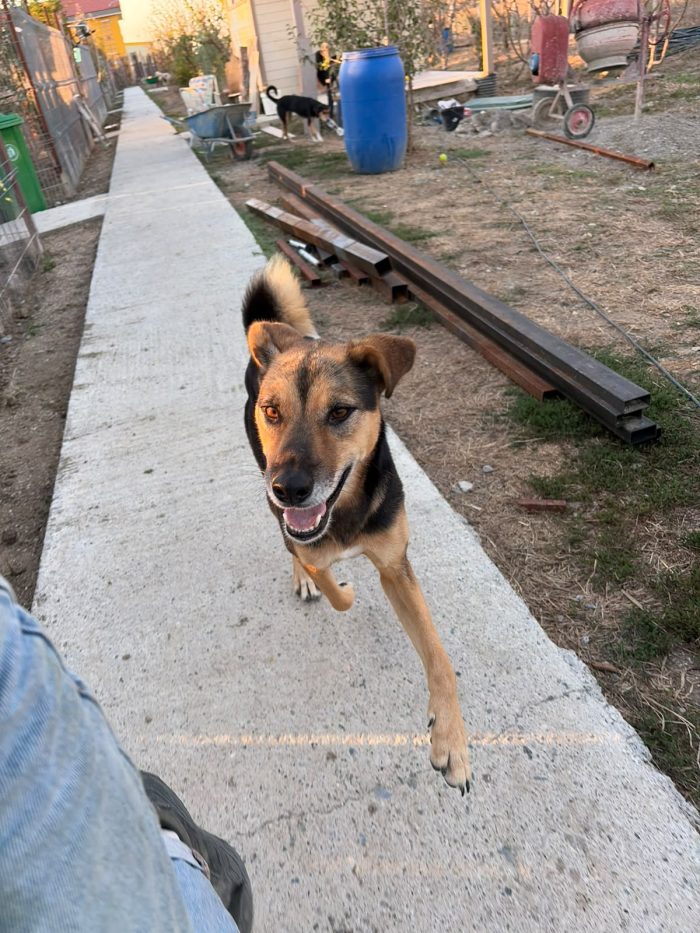 Nina needs a home - media 7