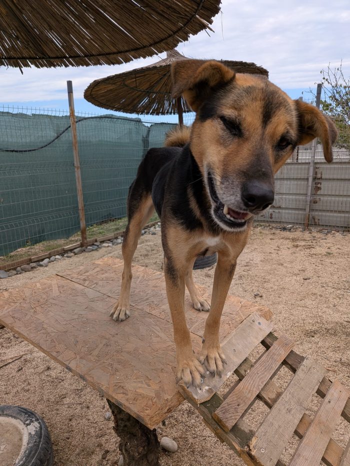 Nina needs a home - media 9