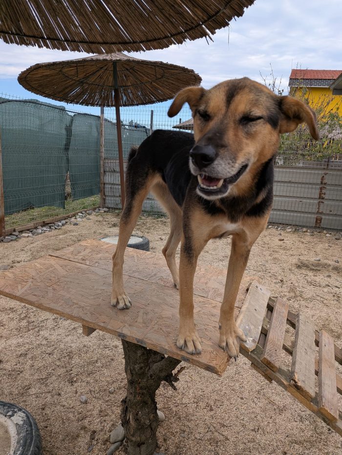 Nina needs a home - media 10