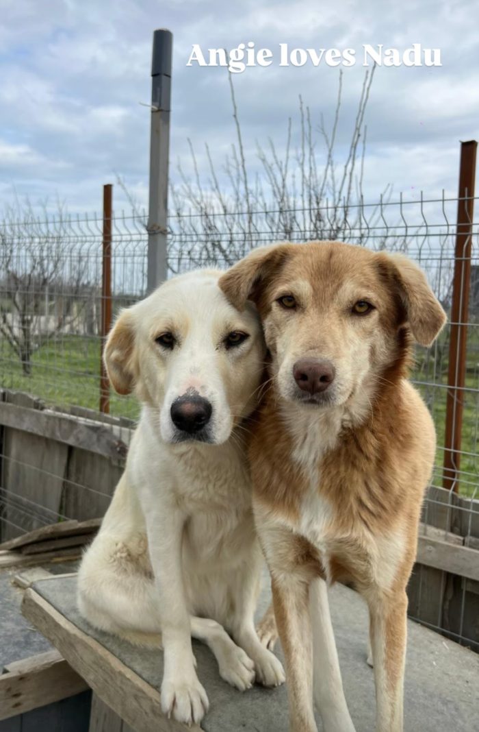 Angie wants a Home - media 4
