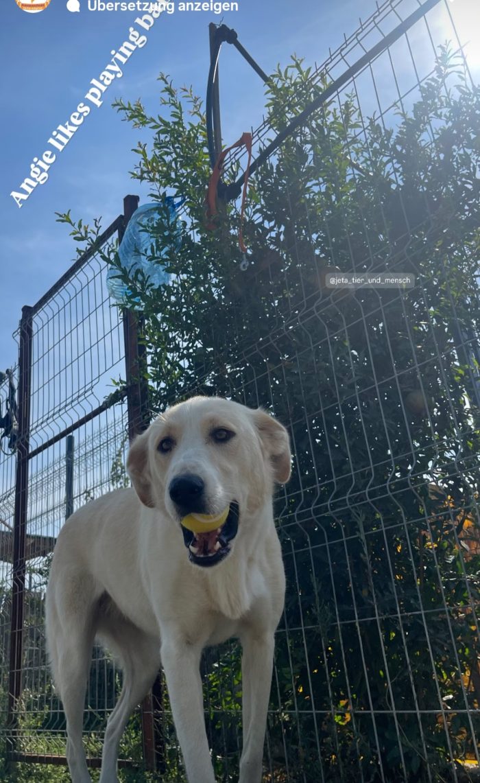 Angie wants a Home