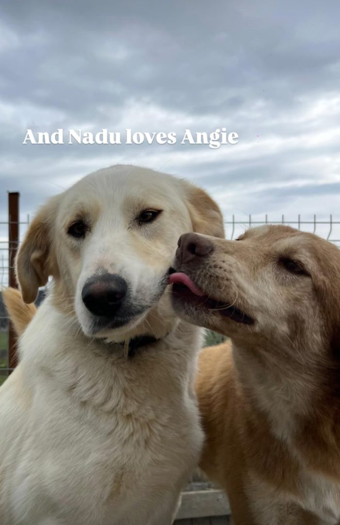 Angie wants a Home - media 5