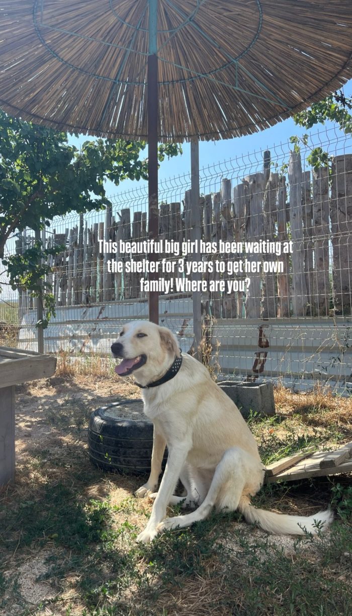 Angie wants a Home - media 7