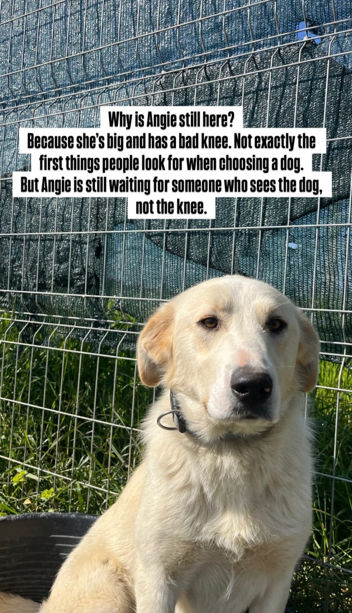 Angie wants a Home - media 8