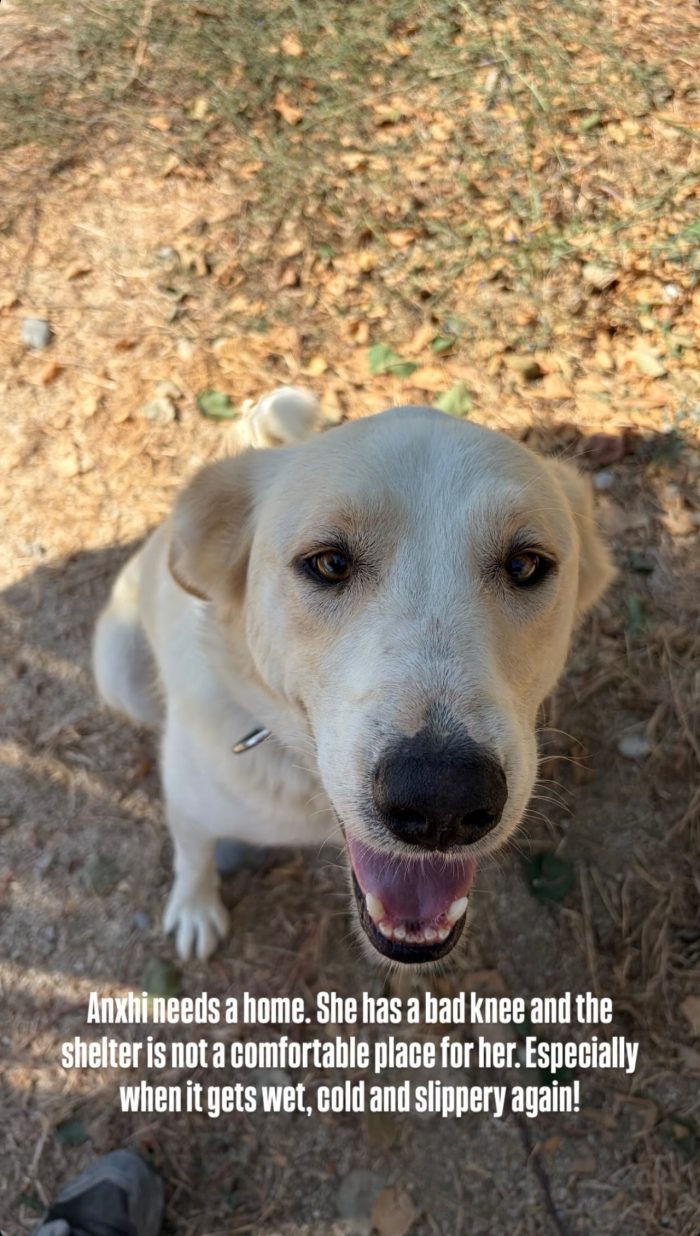 Angie wants a Home