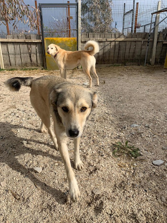 Ibu wants a home