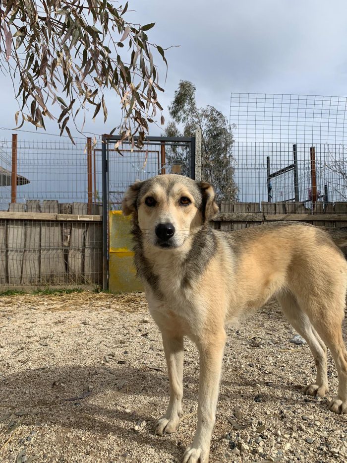 Ibu wants a home