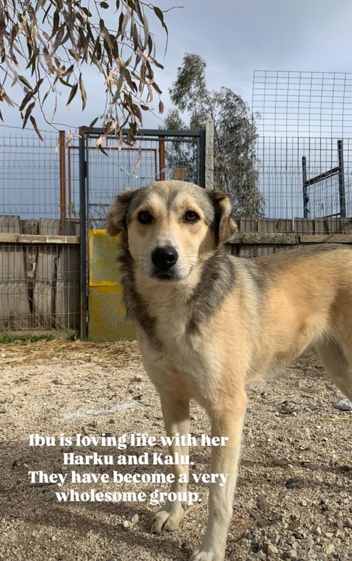 Ibu wants a home