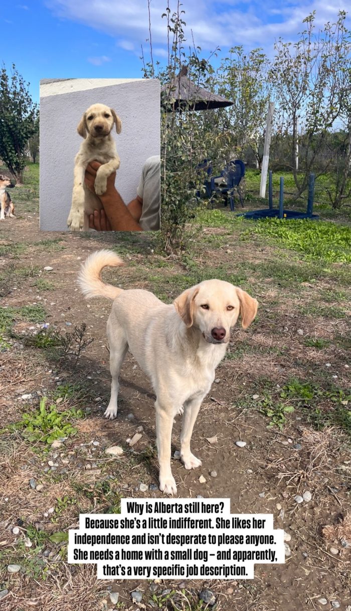 Alberta needs a home