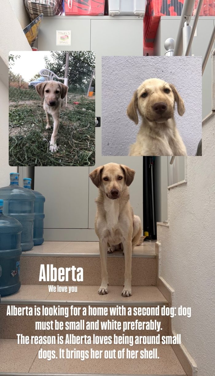 Alberta needs a home - media 8