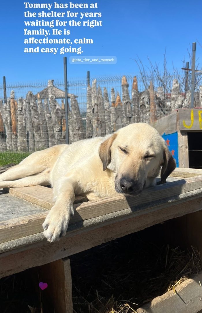Tommy needs a home