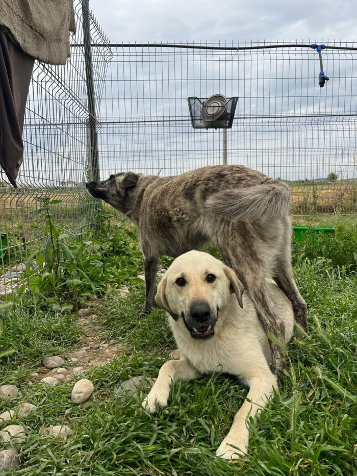 Tommy needs a home