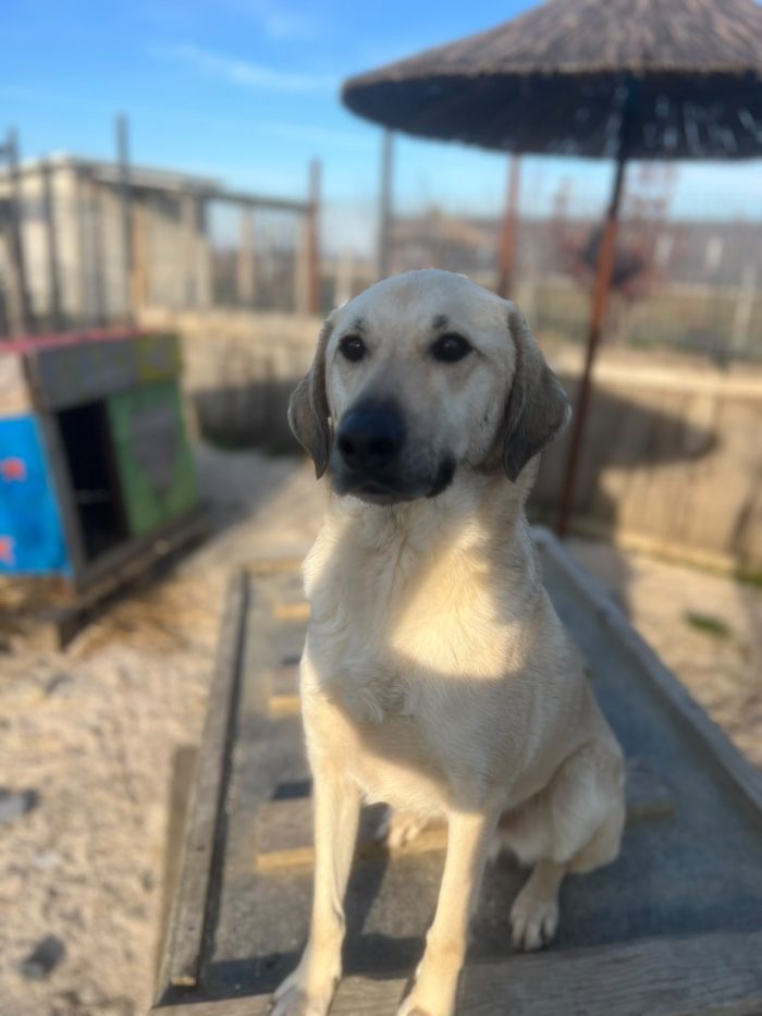 Tommy needs a home - media 4