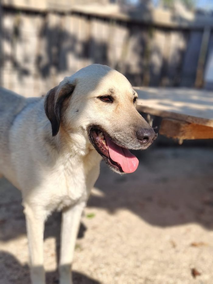 Tommy needs a home