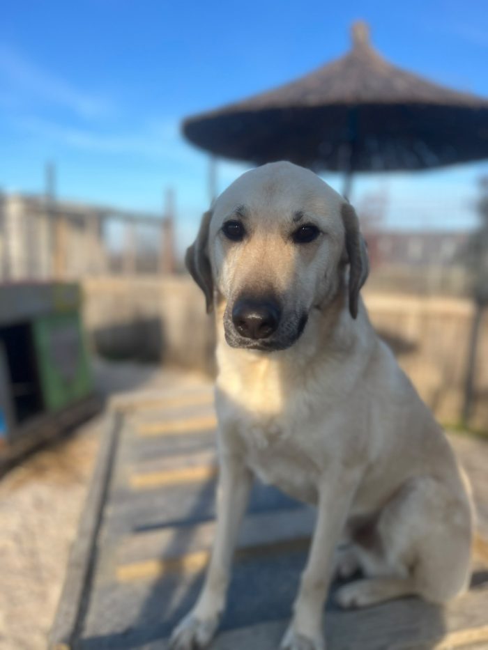 Tommy needs a home - media 5