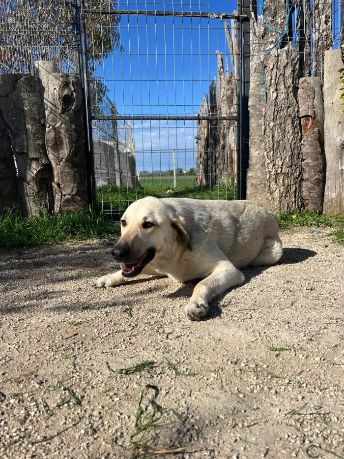 Tommy needs a home - media 7