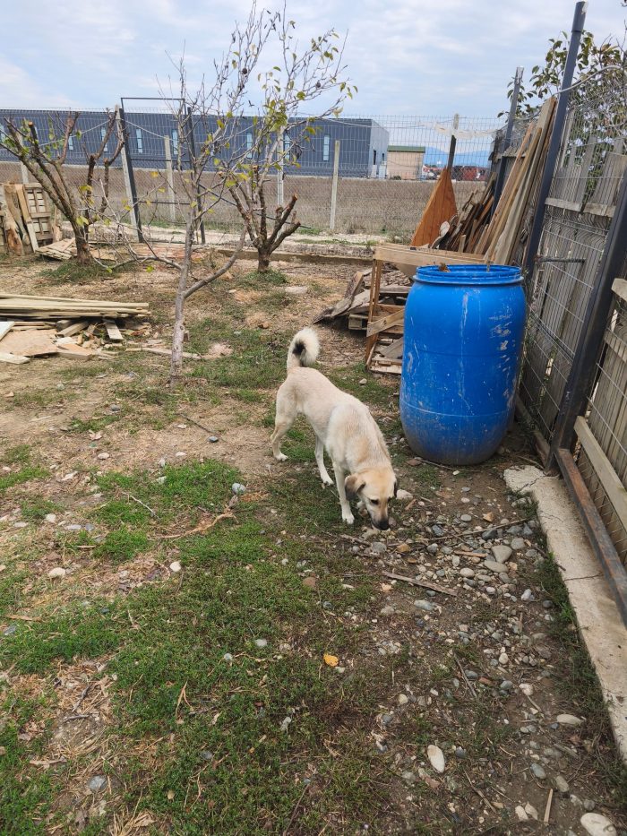 Tommy needs a home - media 8