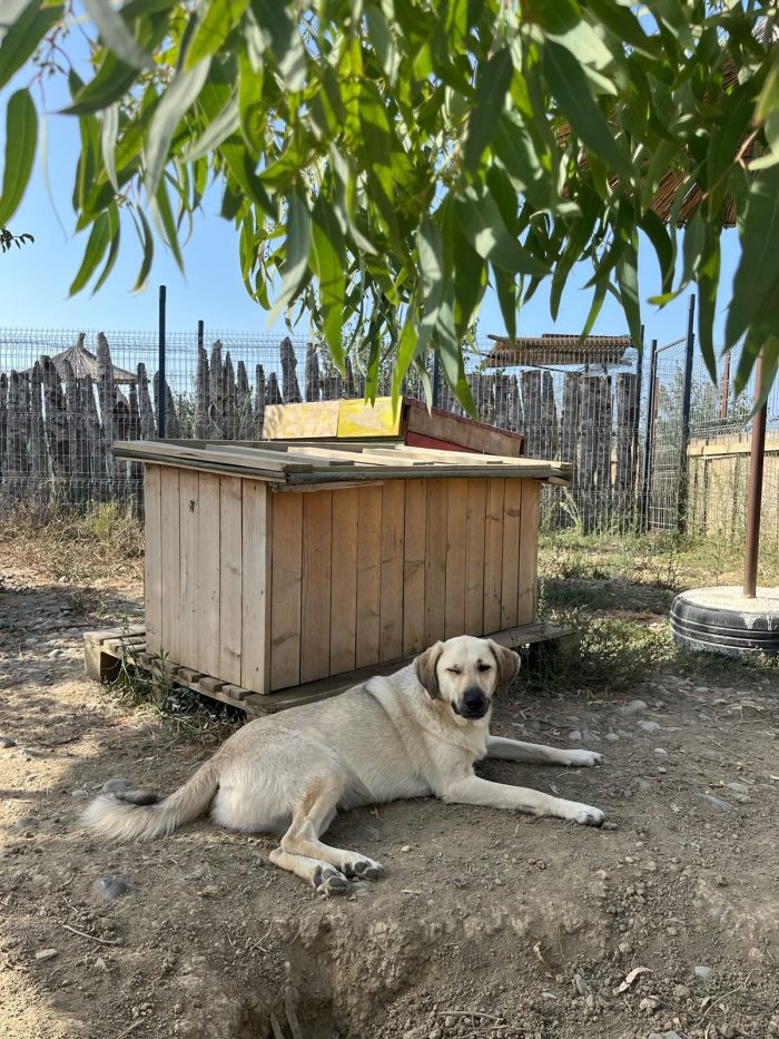 Tommy needs a home - media 6