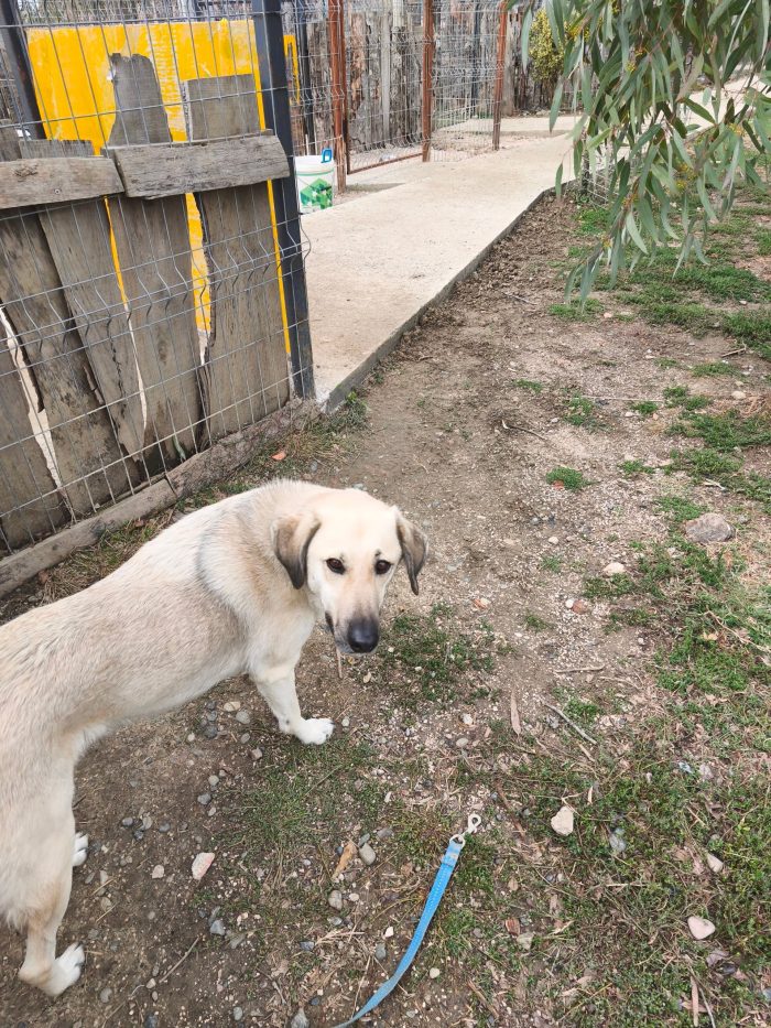 Tommy needs a home - media 9