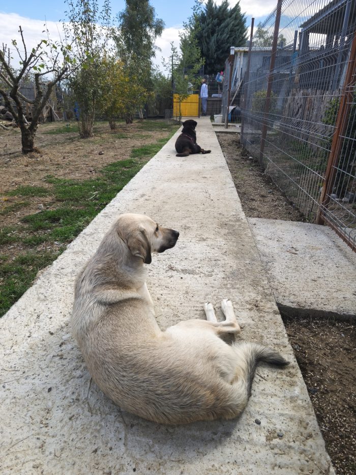 Tommy needs a home - media 10