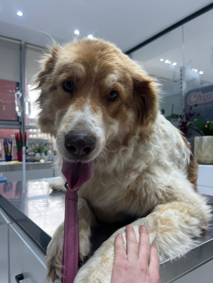 Luca wants a home