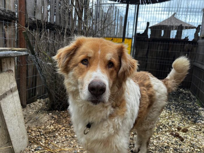 Luca wants a home