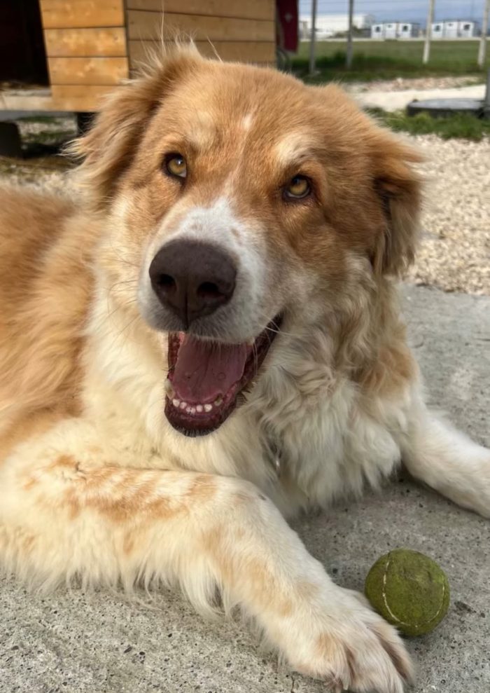 Luca wants a home
