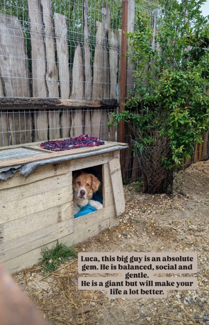 Luca wants a home - media 5