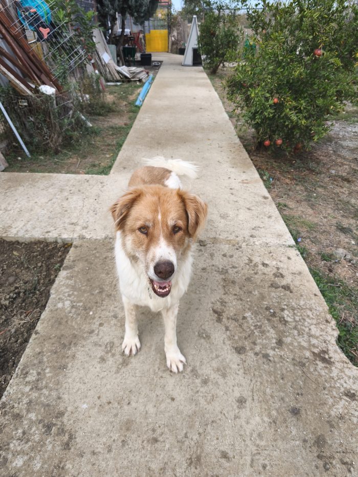 Luca wants a home - media 8