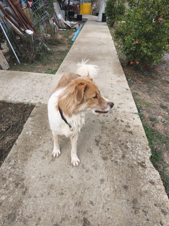 Luca wants a home - media 9