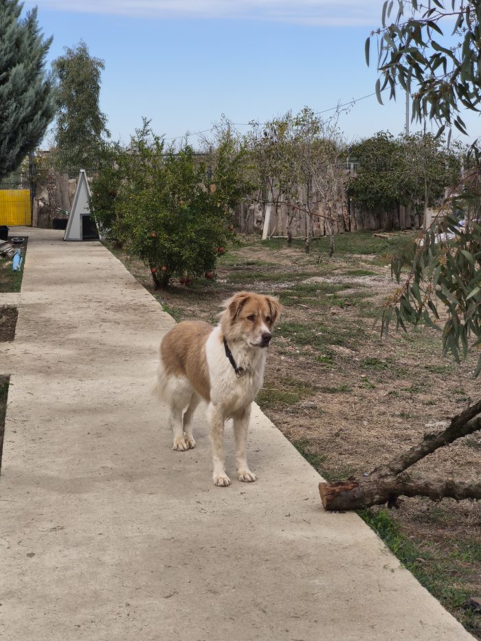 Luca wants a home - media 10