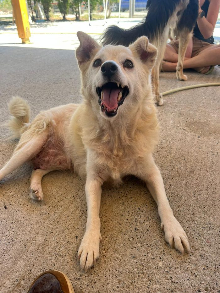 Josie needs a home