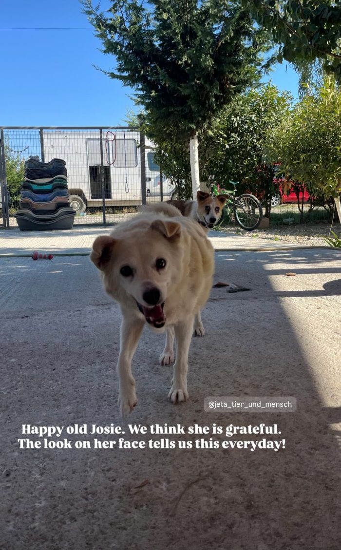 Josie needs a home