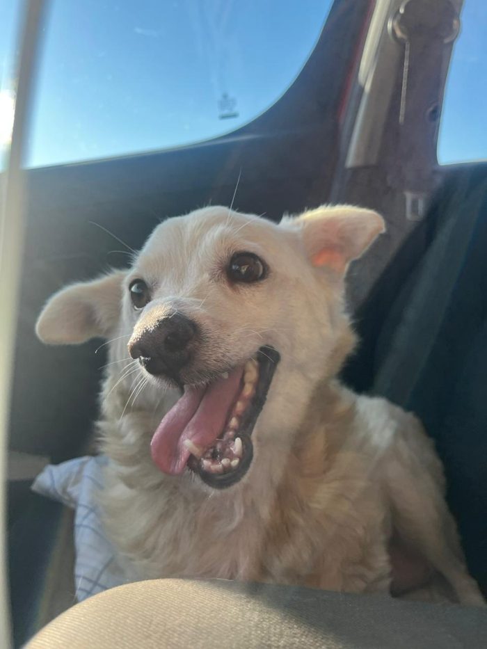 Josie needs a home