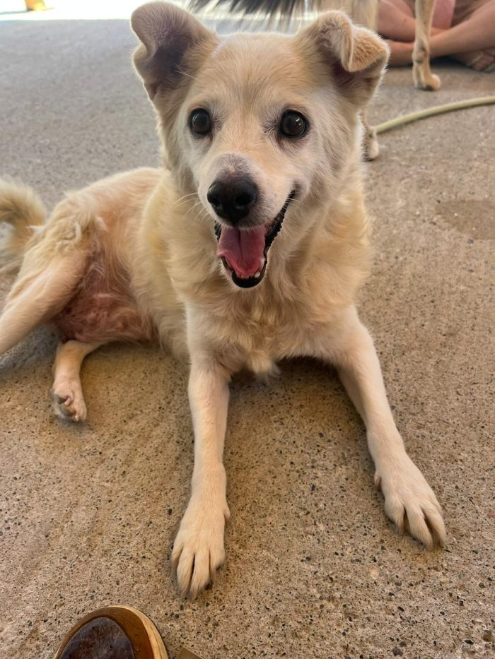 Josie needs a home - media 4