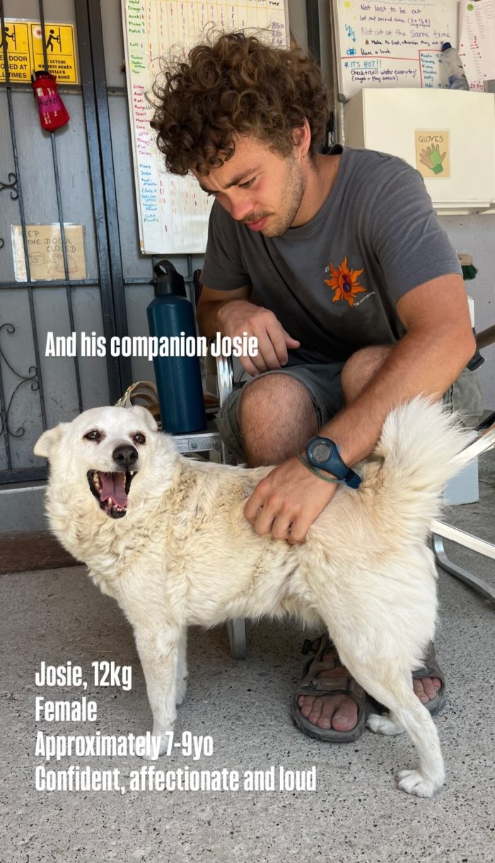 Josie needs a home - media 5