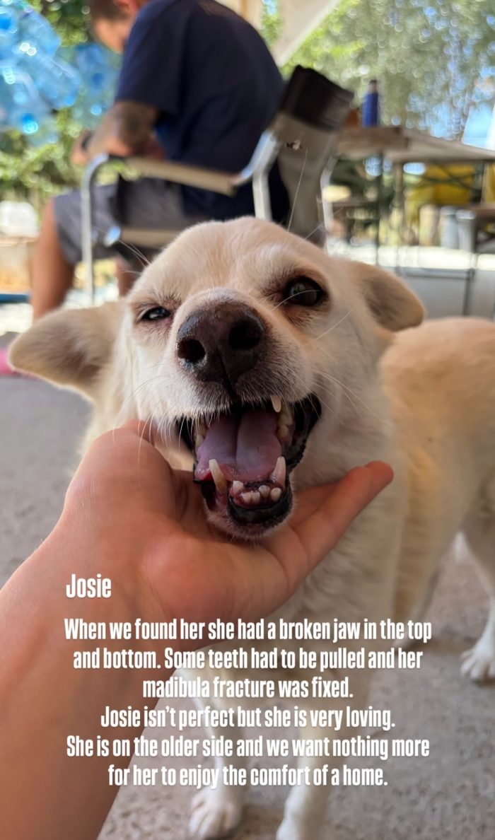 Josie needs a home - media 6