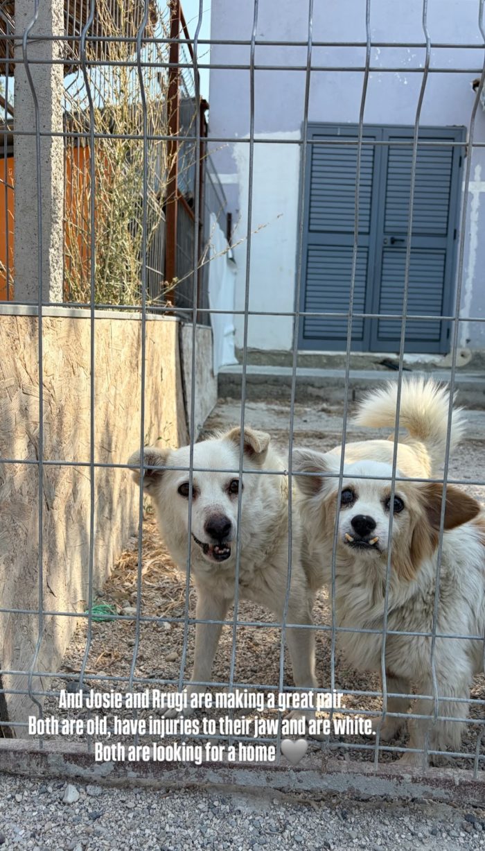 Josie needs a home - media 8