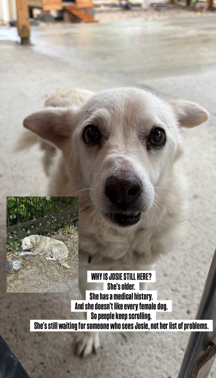 Josie needs a home - media 10