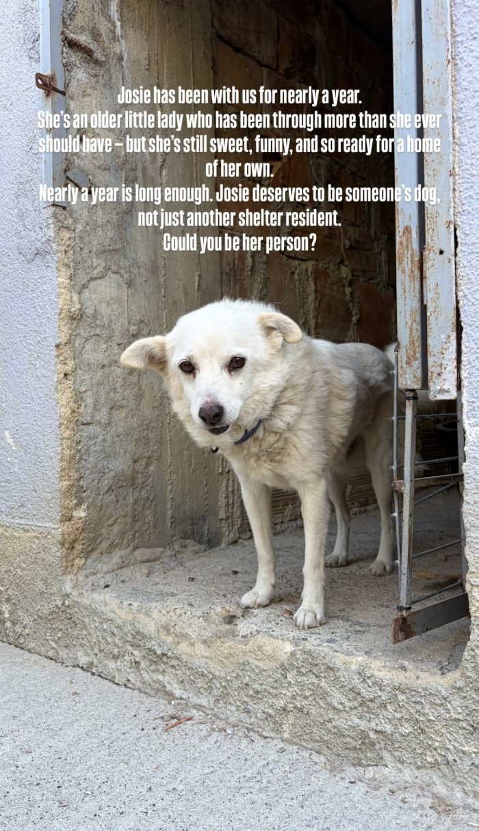 Josie needs a home - media 9