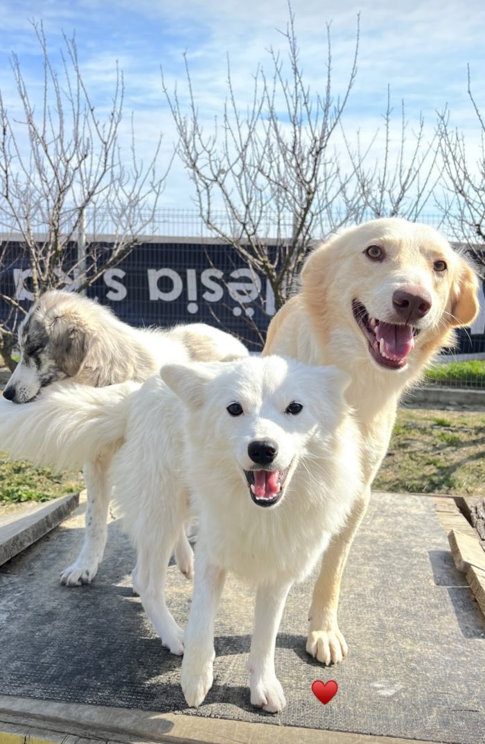 Biggi needs a home