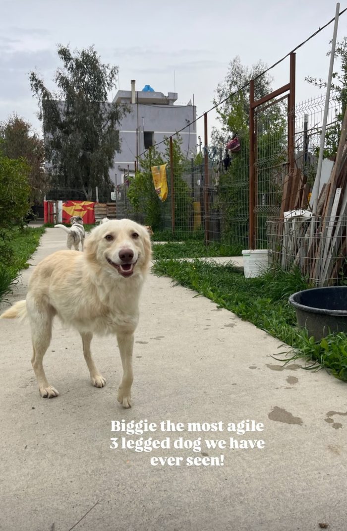 Biggi needs a home