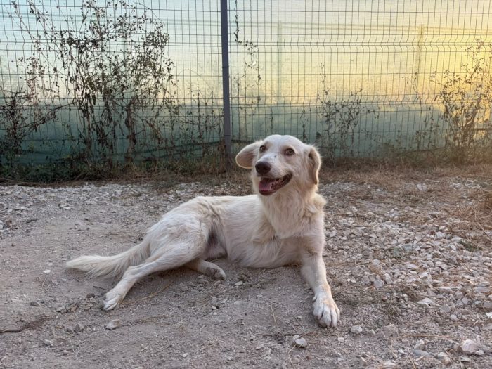 Biggi needs a home - media 4