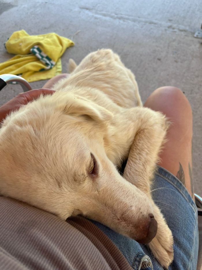 Biggi needs a home